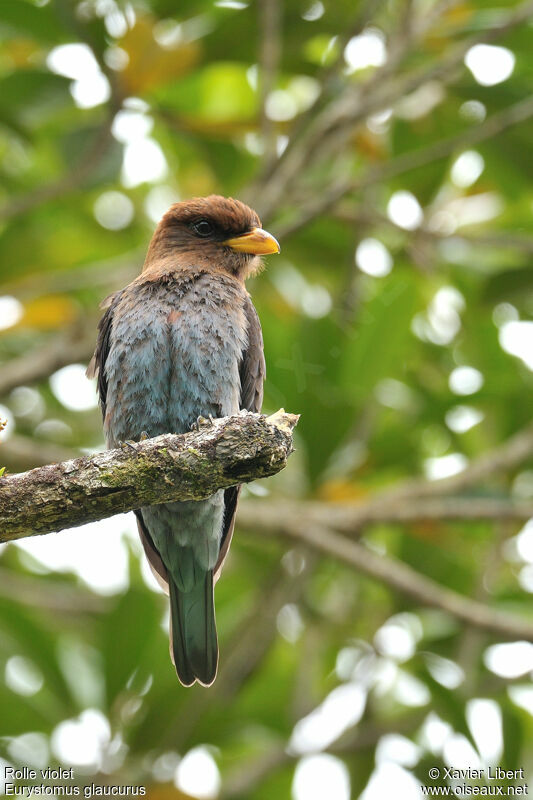 Broad-billed Roller, identification