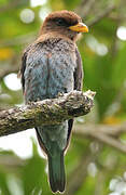 Broad-billed Roller