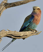 Lilac-breasted Roller