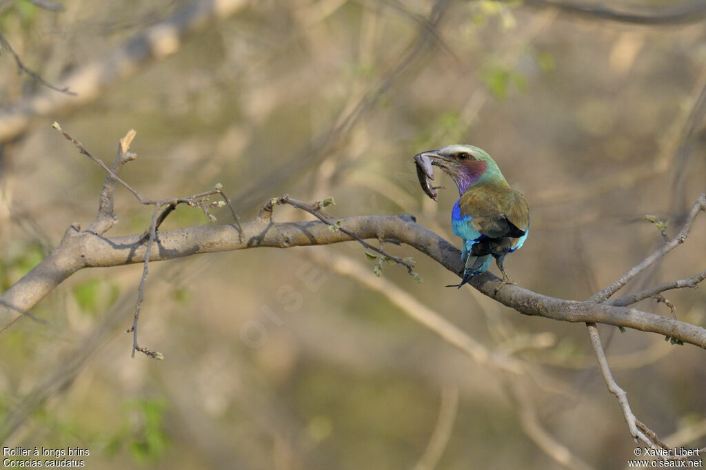 Lilac-breasted Rolleradult, identification, feeding habits