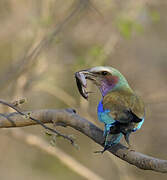 Lilac-breasted Roller