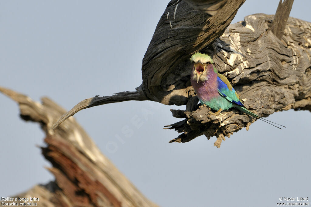 Lilac-breasted Rolleradult, identification, Behaviour