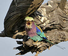 Lilac-breasted Roller