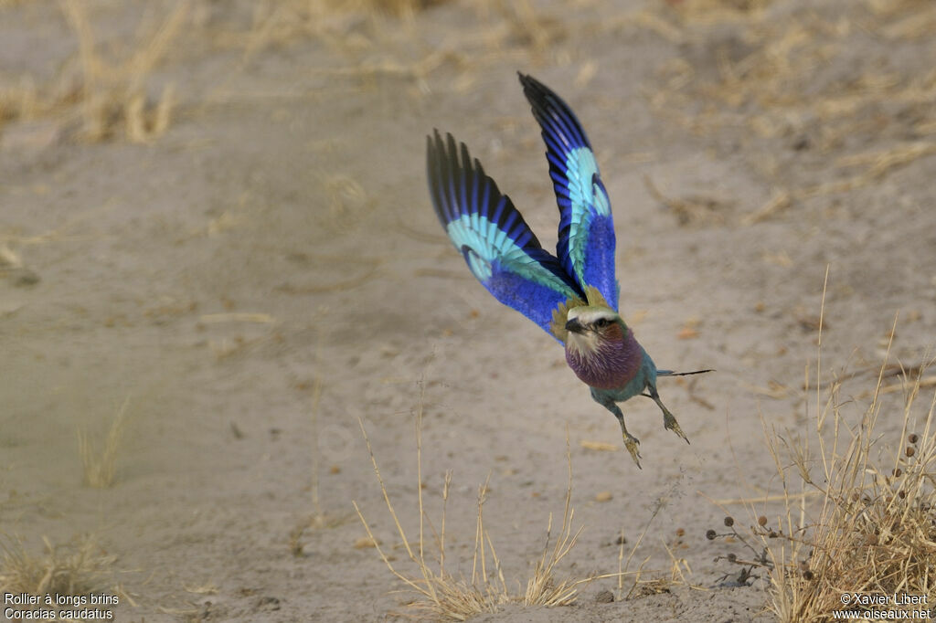 Lilac-breasted Rolleradult, Flight