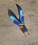 Lilac-breasted Roller