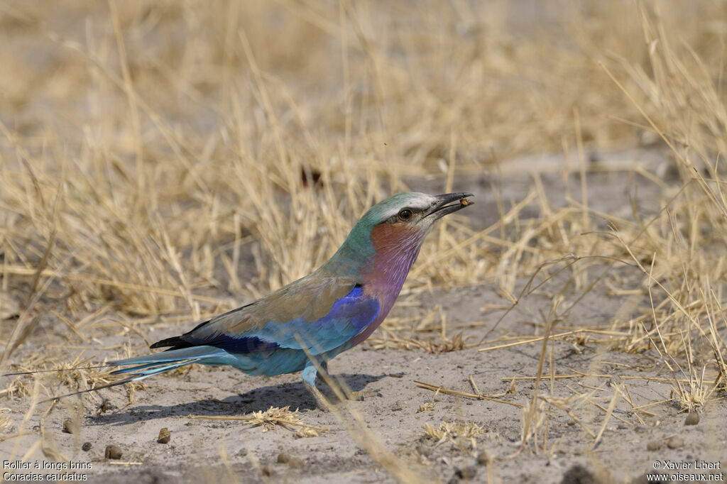 Lilac-breasted Rolleradult, identification, feeding habits