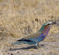 Lilac-breasted Roller