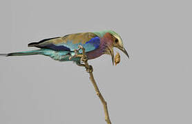 Lilac-breasted Roller