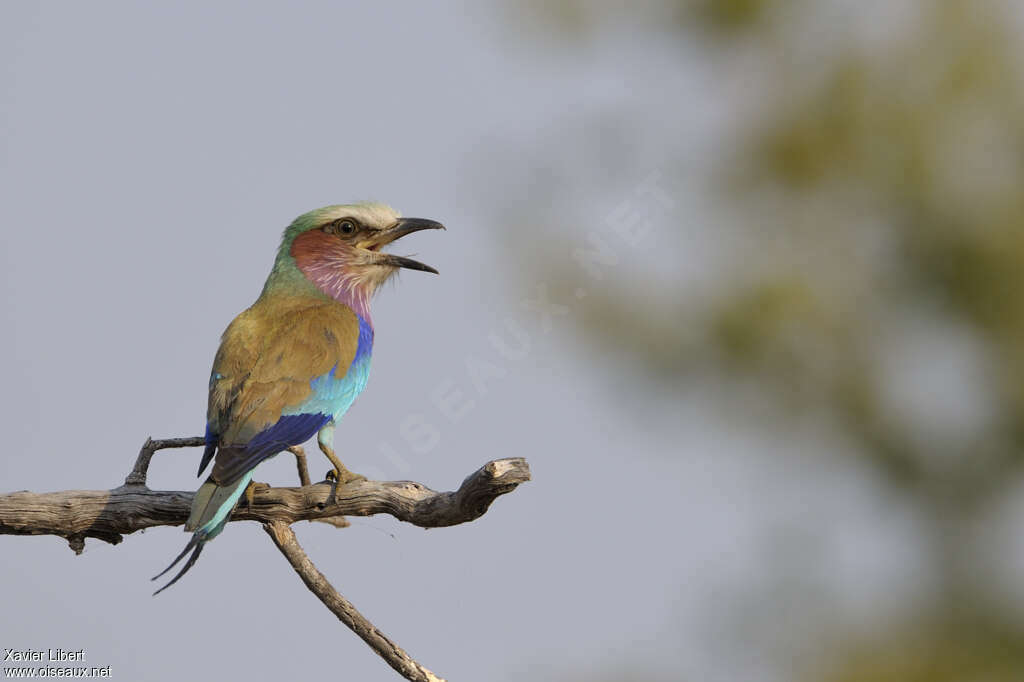 Lilac-breasted Rolleradult, pigmentation, song