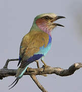 Lilac-breasted Roller