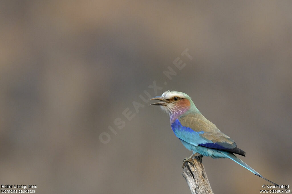 Lilac-breasted Rolleradult, identification