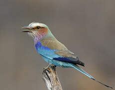 Lilac-breasted Roller