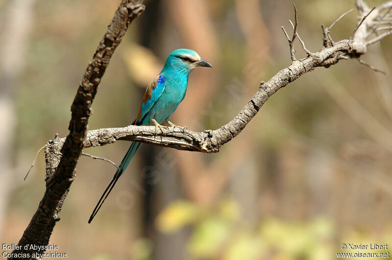 Abyssinian Roller, identification