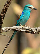 Abyssinian Roller