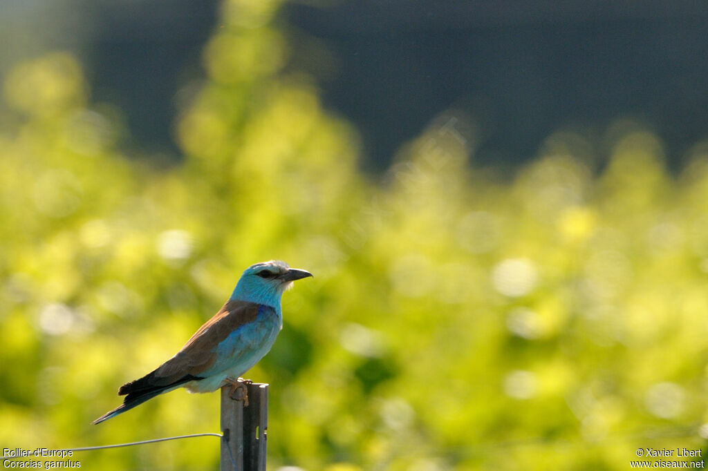 European Rolleradult, identification