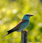 European Roller