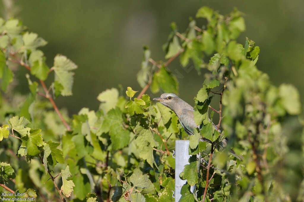 Rollier d'Europejuvénile, identification