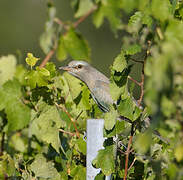 European Roller