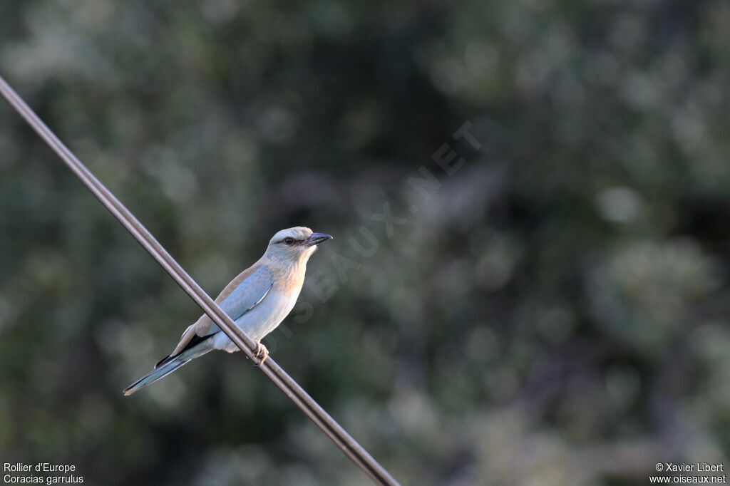 European Rollerjuvenile, identification