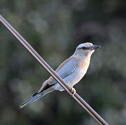 European Roller