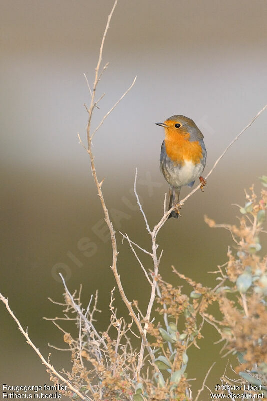 European Robin, identification