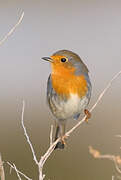 European Robin