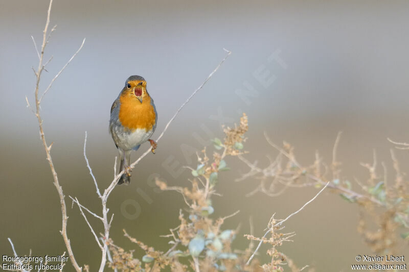 Rougegorge familier, chant