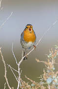 European Robin