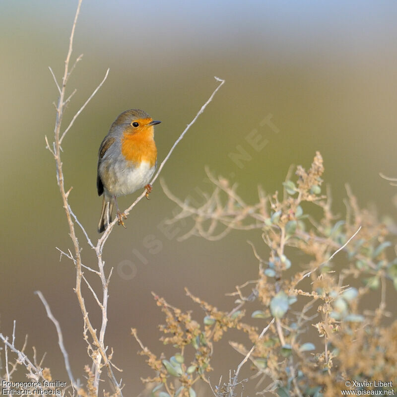 European Robin, identification