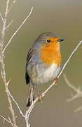 European Robin