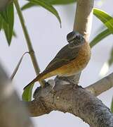 Common Redstart