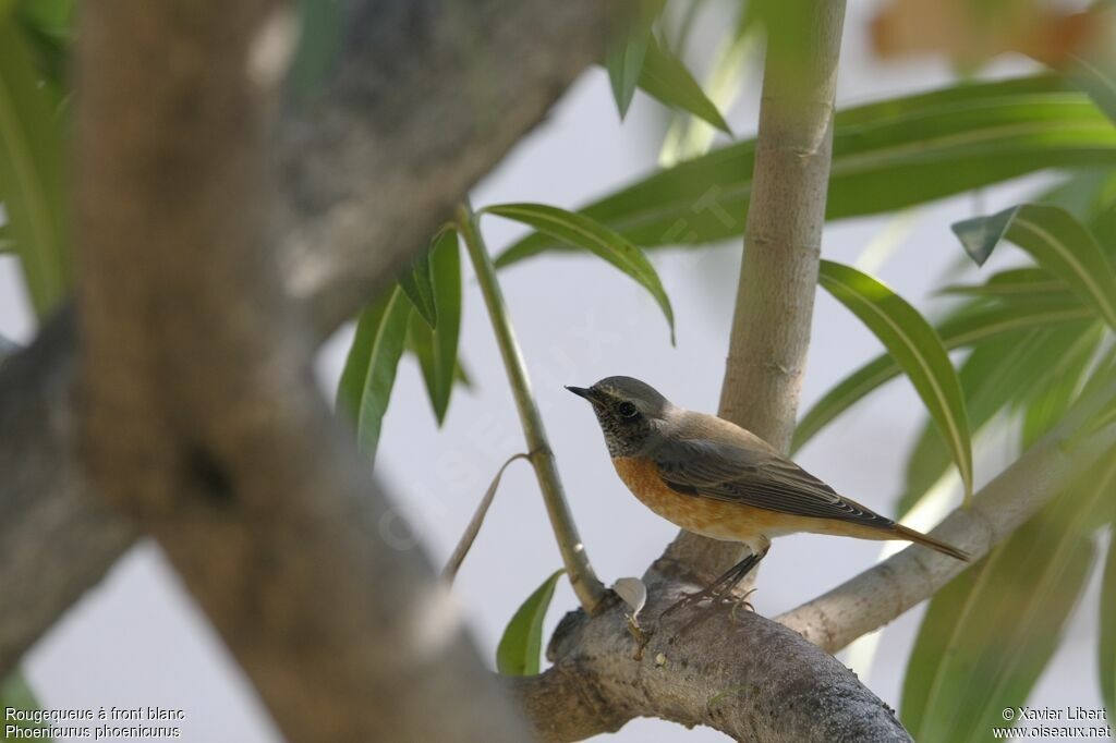 Common Redstart male adult, identification