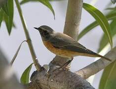 Common Redstart