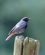 Black Redstart