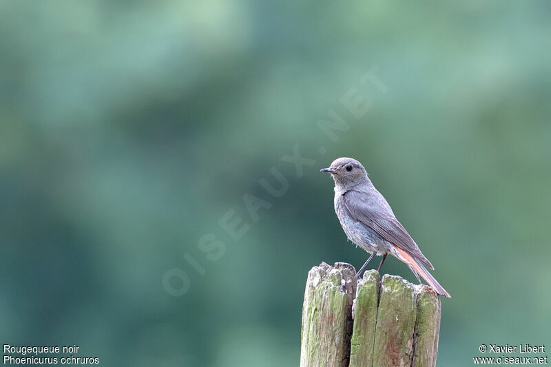 Black Redstart female adult, identification