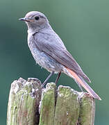 Black Redstart