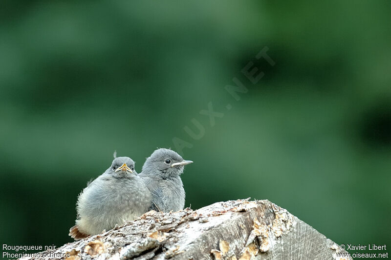 Black RedstartFirst year, identification