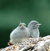 Black Redstart