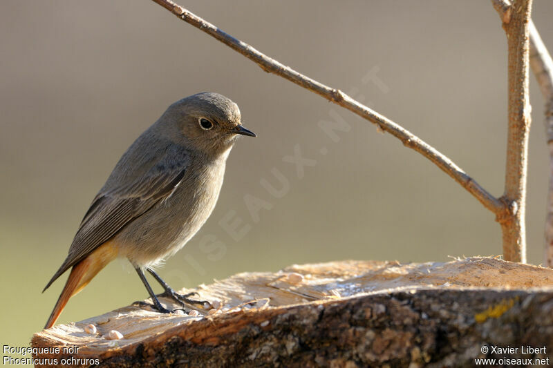 Black Redstart female adult, identification