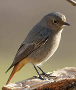 Black Redstart