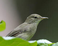 Seychelles Warbler