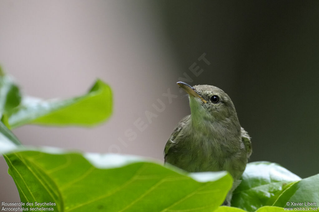 Seychelles Warbler, identification