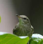 Seychelles Warbler