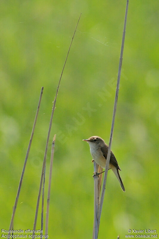 Eurasian Reed Warbler, identification