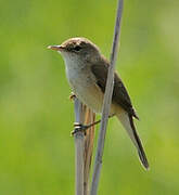 Common Reed Warbler