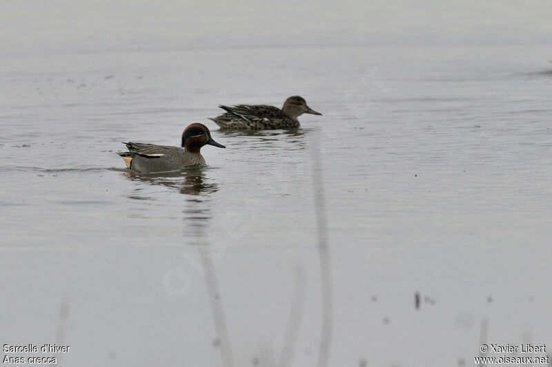 Sarcelle d'hiver adulte, identification