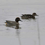 Eurasian Teal