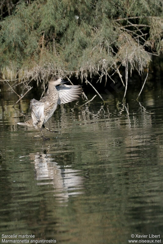 Marbled Duckadult, identification