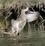 Marbled Duck