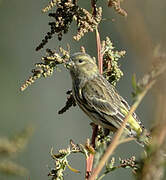 European Serin